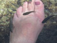 Putzerfische Ain Thowara Quellen 