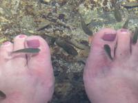 Putzerfische Ain Thowara Quellen 