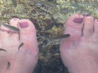 Putzerfische Ain Thowara Quellen 