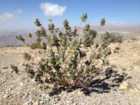 159 Saiq Plateau