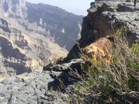 051 Jebel Shams - Grand Canyon