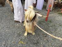 079 Freitagsmarkt Nizwa