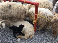 083 Freitagsmarkt Nizwa