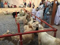 084 Freitagsmarkt Nizwa