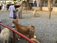 085 Freitagsmarkt Nizwa