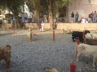 091 Freitagsmarkt Nizwa