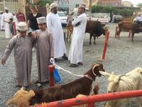 096 Freitagsmarkt Nizwa