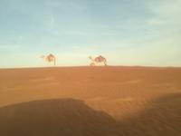 129 Wüstentour Wahiba Sands