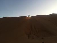 139 Wüstentour Wahiba Sands