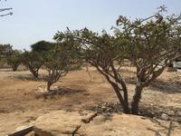 Ausgrabungsstätte Al Balid Salalah