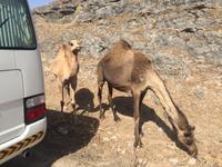 unterwegs in West-Salalah