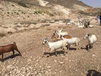 unterwegs im Weihrauchland