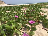 unterwegs in West-Salalah