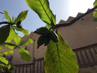 Ost-Salalah - indische Mandel