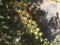 Ost-Salalah - Blüte vom Weihrauchbaum