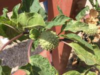 Ost-Salalah - Wadi Darbat