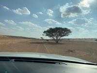 Wahiba Sands - Wüstenralley