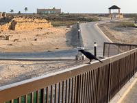 Salalah - Museum des Weihrauchlandes
