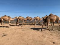 Kamelherde