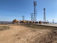 Kamelherde auf Wanderschaft