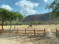 Wadi Darbat - Kamelzucht