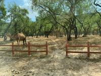 Wadi Darbat - Kamelzucht