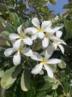 048 Parfumerie Amouage