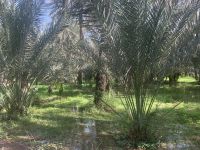 053 Oase Birkat Al Mauz (Bananensee)