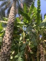 097 Misfat Al Abriyeen