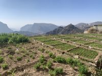 150 Jebel Akhdar - der grüne Berg