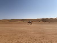 203 raus aus der Wüste