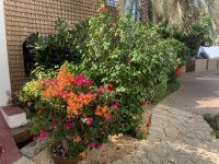 296 Muscat - Museum Beit Al Zubair