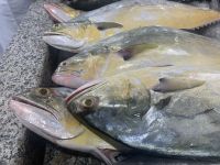 341 Barka Fischmarkt