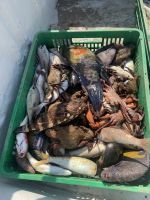 354 Barka Fischmarkt