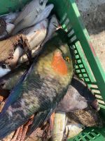 356 Barka Fischmarkt