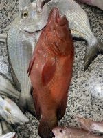 357 Barka Fischmarkt