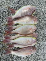 358 Barka Fischmarkt