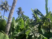 401 Obstplantage Salalah