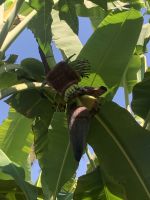 404 Obstplantage Salalah