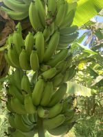 405 Obstplantage Salalah