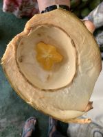 408 Obstverkostung in Salalah