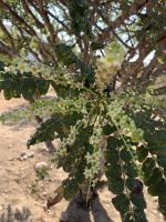 428 Salalah Weihrauchmuseum