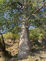 480 Baobab Trees - Affenbrotbäume