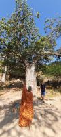 481 Baobab Trees - Affenbrotbäume