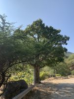 482 Baobab Trees - Affenbrotbäume