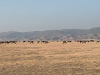 493 Dromedar-Herde auf dem Heimweg