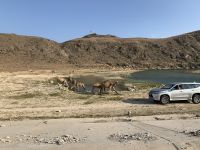 556 badende Dromedare