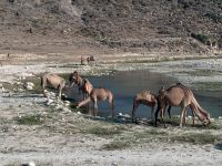 557 badende Dromedare