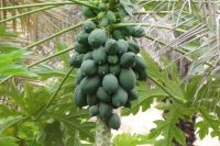 Wadi Tiwi, Papaya