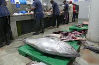 Barka, Fischmarkt...ein 120 kg Thunfisch
